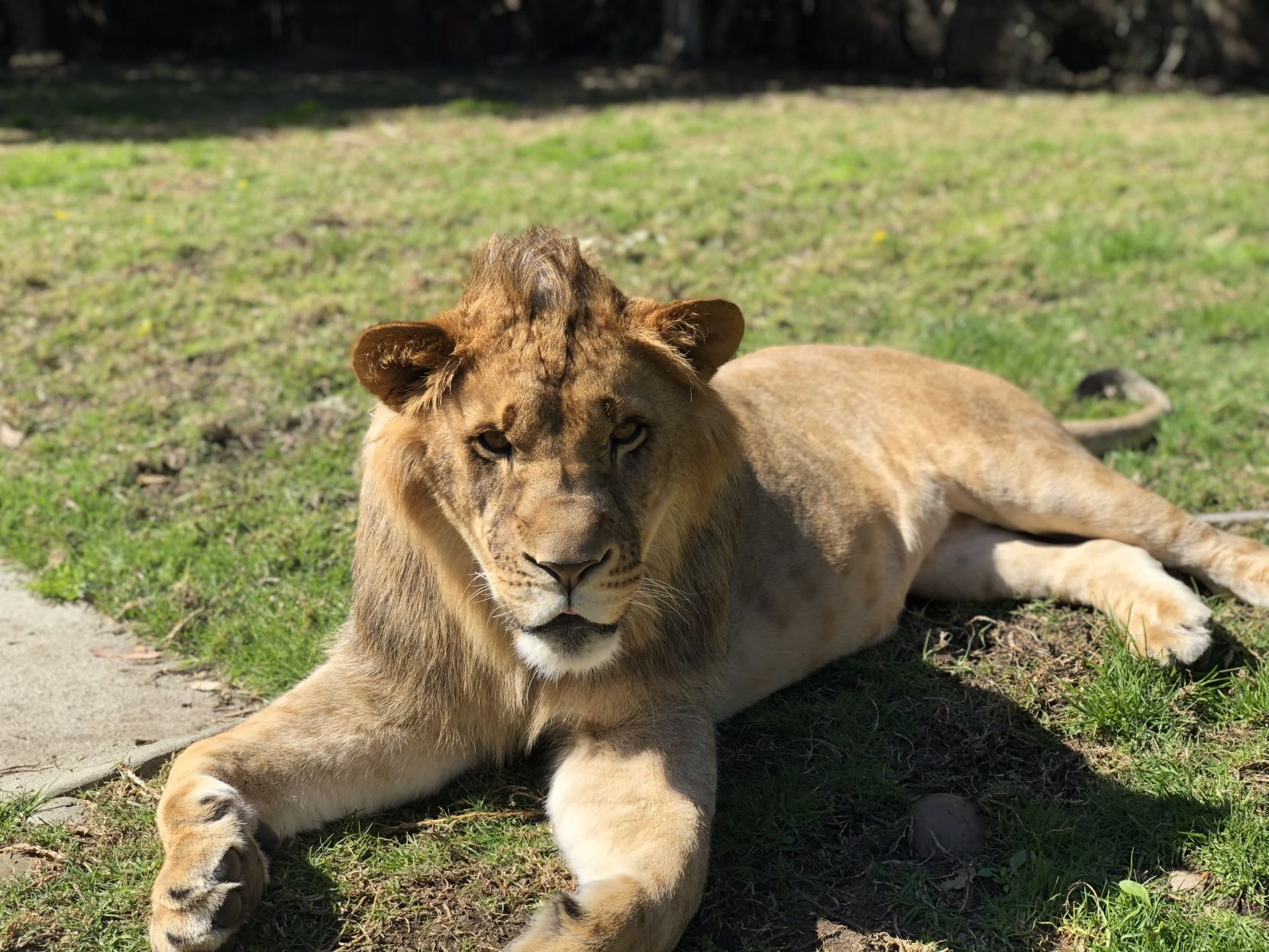 An African lion at Six Flags Discovery Kingdom